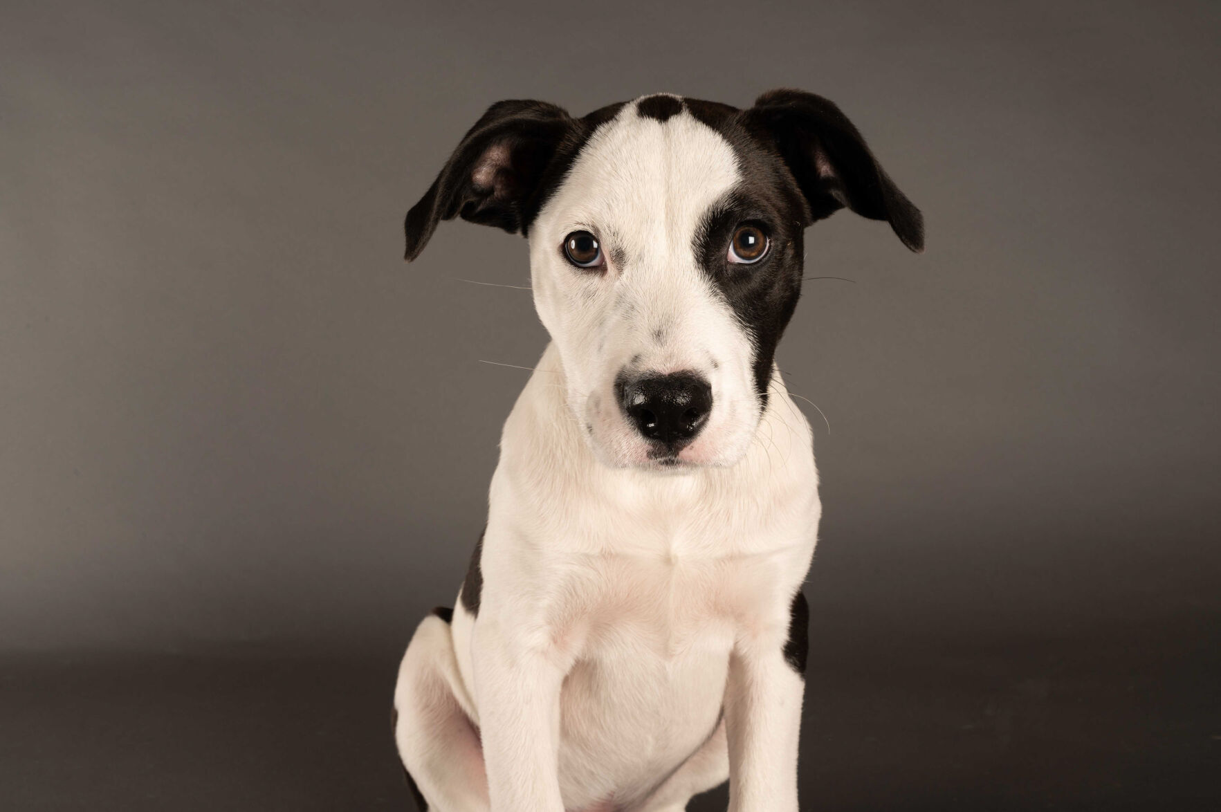PUPPY BOWL XVII
